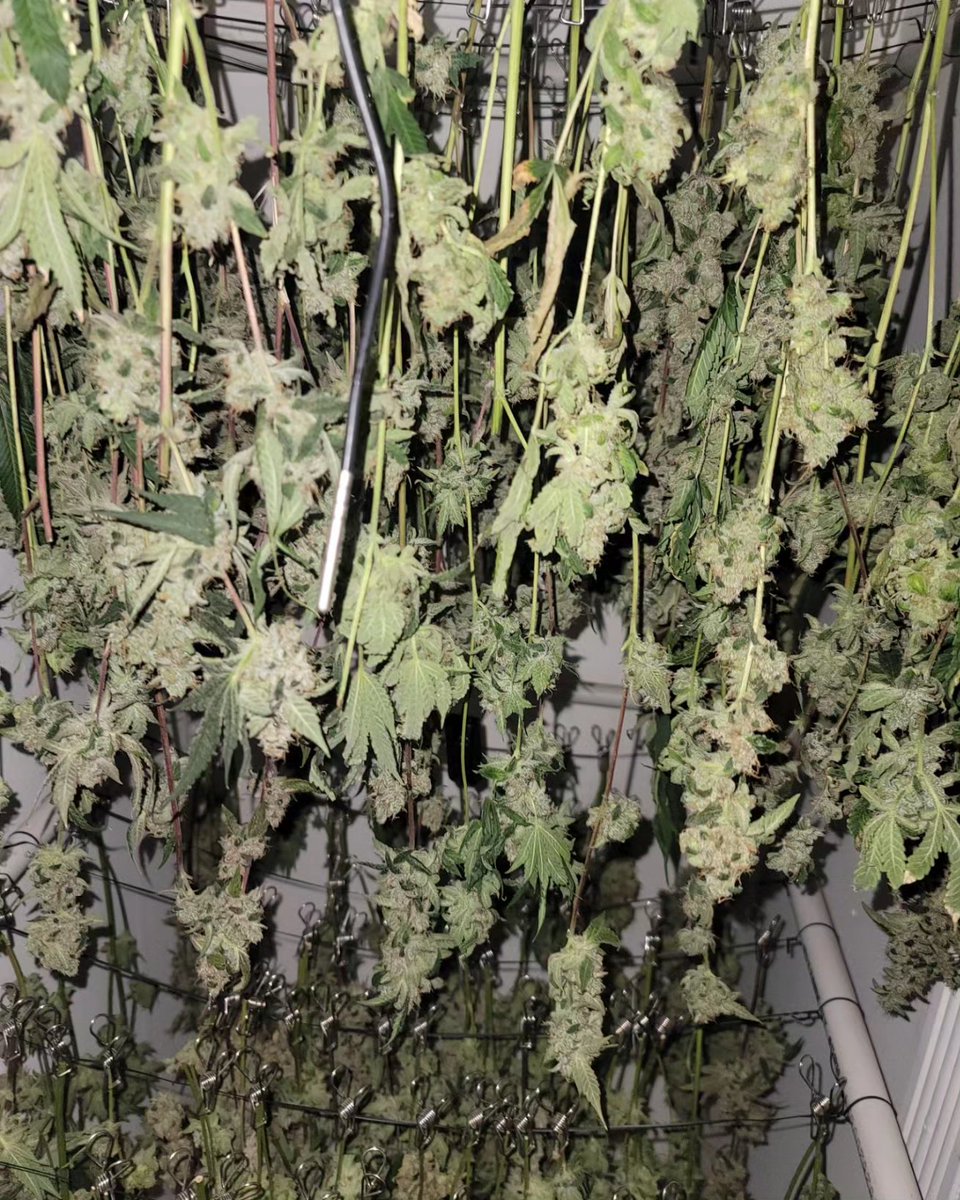 BoricuaTripleOG's tweet image. Last night finished up harvest and some light trimming. Now it's all hung to dry. In 2-3 weeks it'll all be in cure.