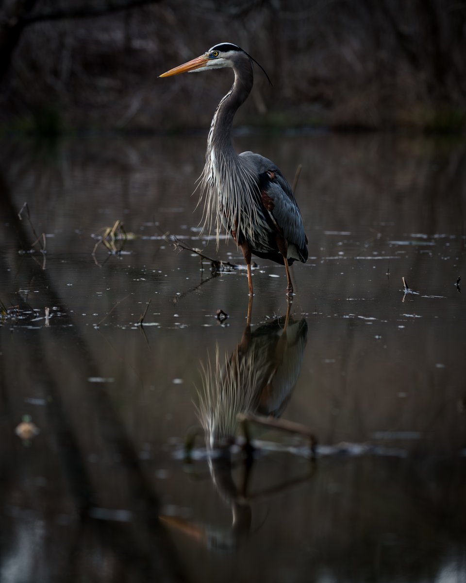 Great Blue Heron

#wildlifephotography #NatureBeauty #BirdsSeenIn2024 #ThePhotoHour #TwitterNatureCommunity #birdphotography