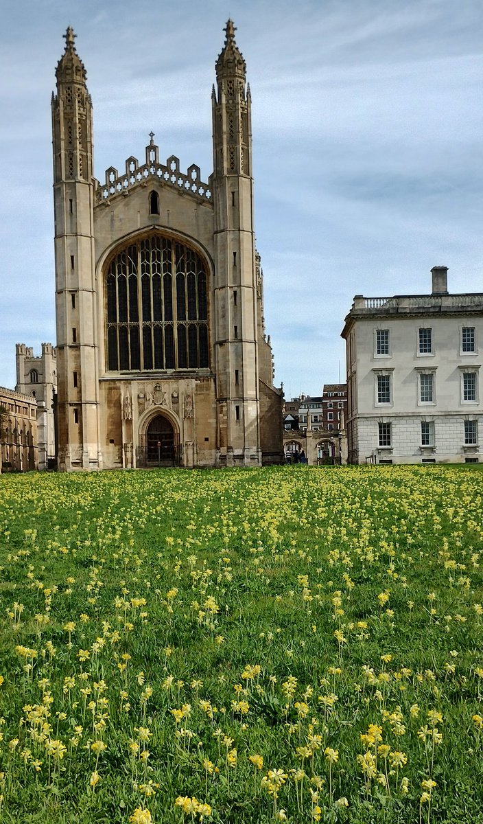 Kings College, Cambridge. A cowslip 'lawn'. #CowslipChallenge
