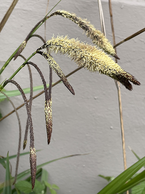 Carex pendula, naturalised garden escape. (Not from my garden, I've no room for such a beast.) #wildflowerhour