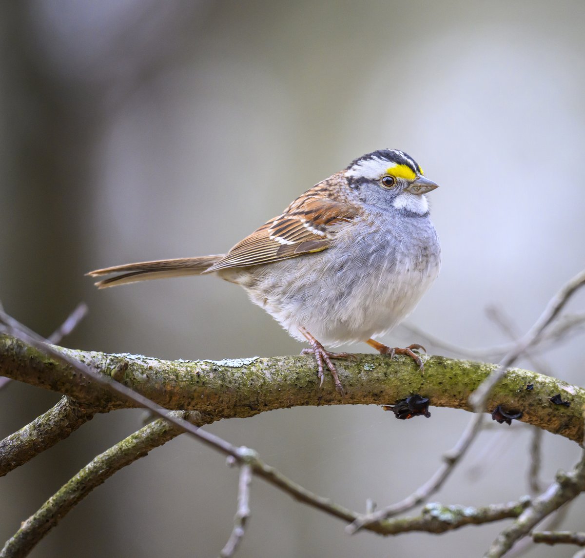 A White-throated Sparrow looking nice and plump and prepared for migration to the northern breeding grounds.