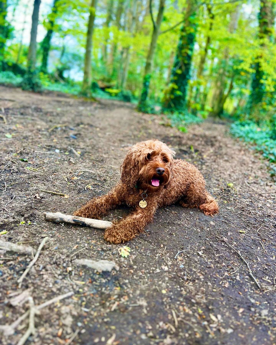 Saundersfoot 🐾