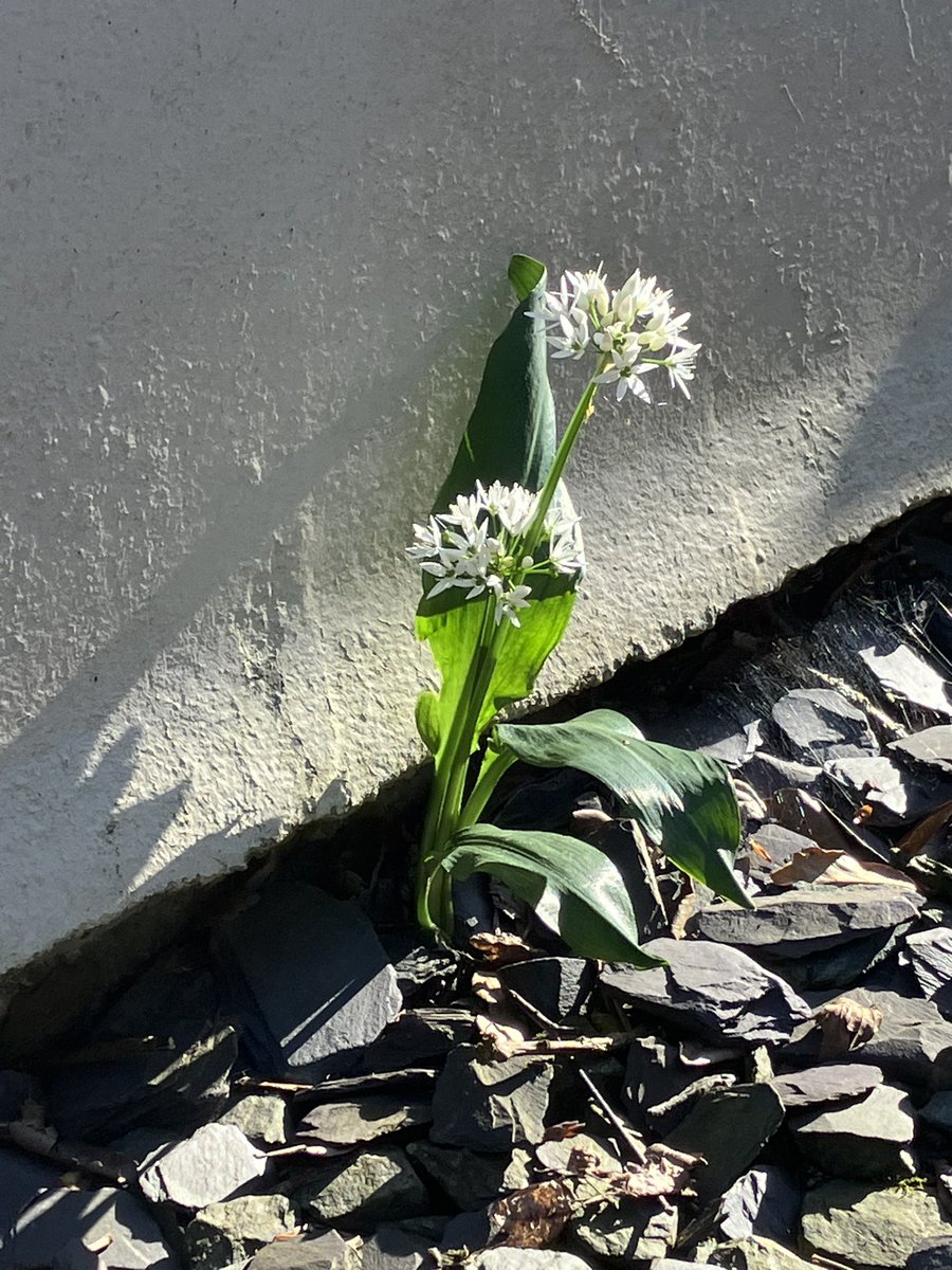 NottHelen's tweet photo. Wild garlic fighting back #wildflowerhour https://t.co/epYSBWjWmU