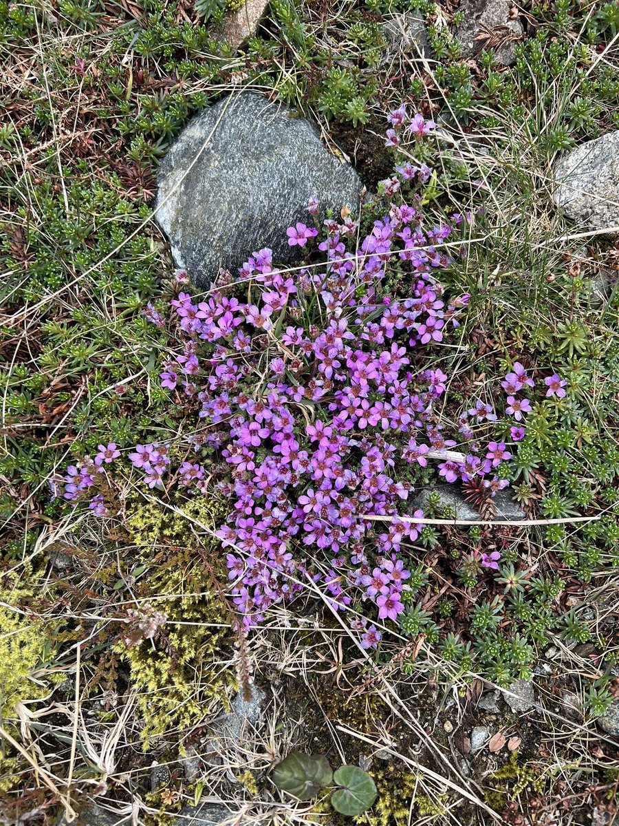 I found a few bunches of Purple Saxifrage still out in the Angus Glens over the weekend. #wildflowerhour