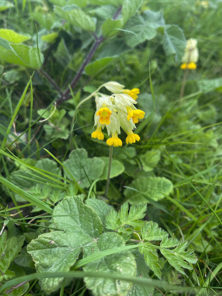AngelikaHTCG's tweet image. The #CowslipChallenge ‘Primula veris’ for #Wildflowerhour 💛 from East Sussex