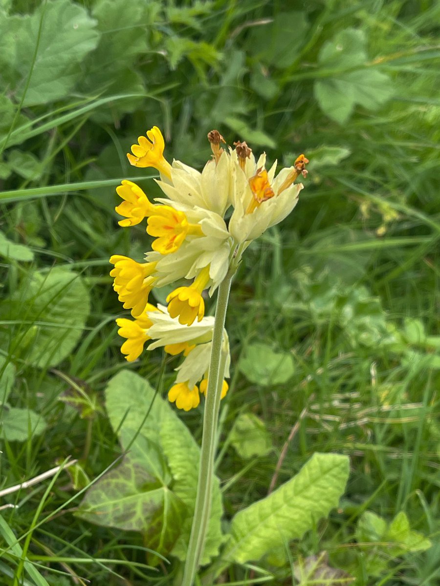 AngelikaHTCG's tweet image. The #CowslipChallenge ‘Primula veris’ for #Wildflowerhour 💛 from East Sussex