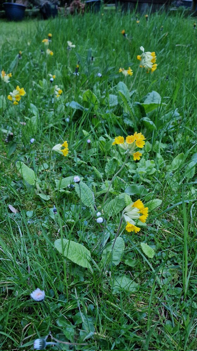 brenda_lakeland's tweet image. #WildflowerHour #CowslipChallenge from my garden