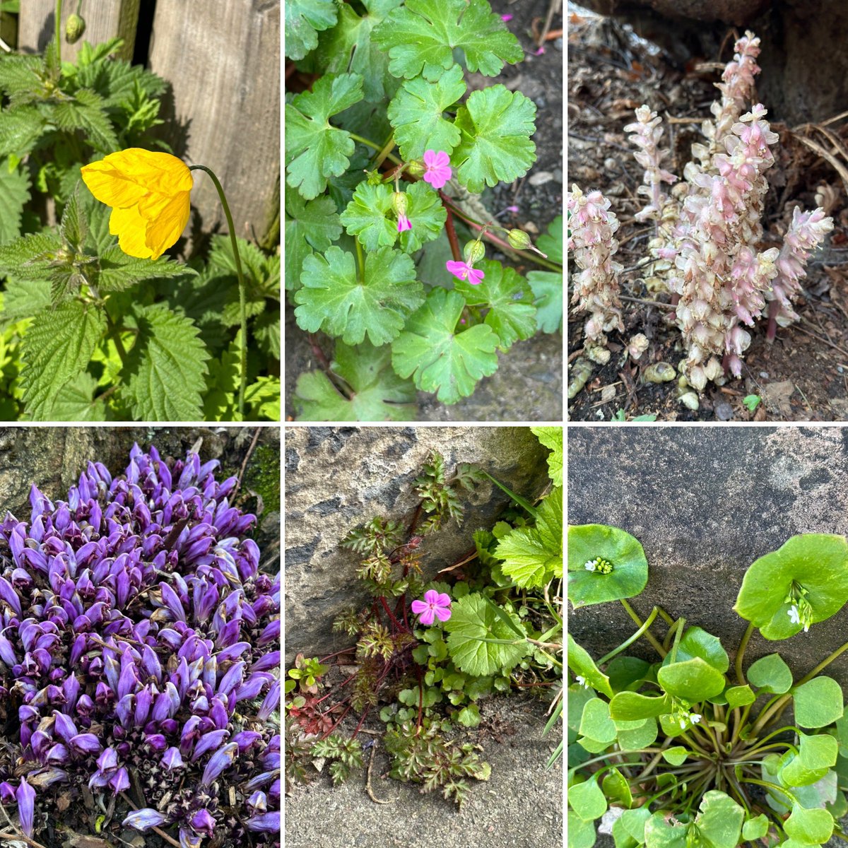 A cornucopia of spring blooms for #WildflowerHour - pic 1 W Lothian, 2 + 3 just outside Edinburgh, pic 4 central Edinburgh. Identities in alt text.