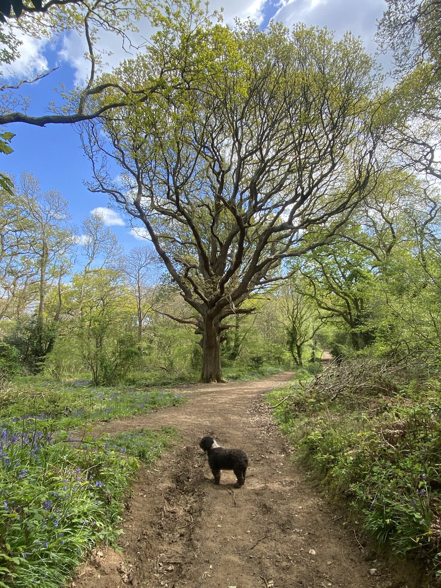 Beautiful Borthwood Copse with all its bluebells in bloom today 
#borthwoodcopse #woodlandwisdom #timetobreath #walkingwithmydogs #bluebells #springtime #herecomesthesun