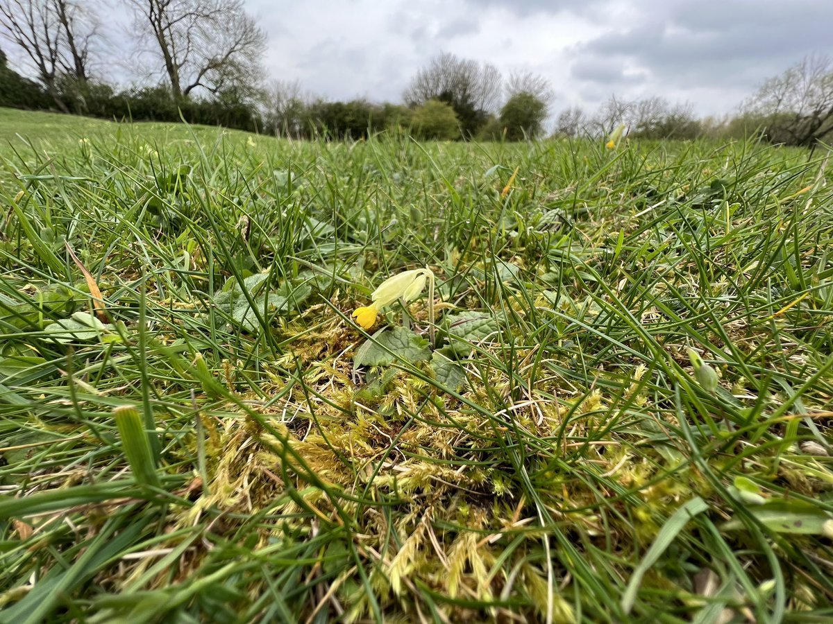 bugboysquire's tweet image. A dinky little Cowslip for #wildflowerhour #CowslipChallenge