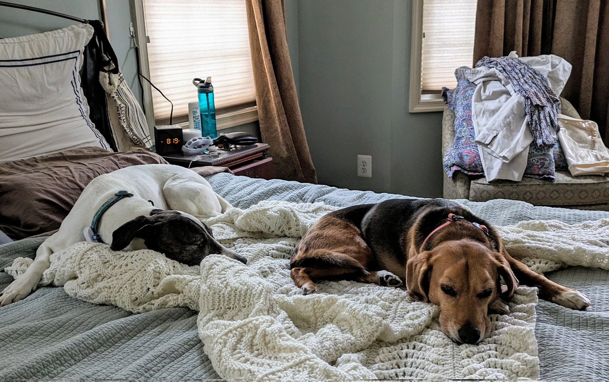Sleeping in on a lazy Sunday morning. Well, the dogs were sleeping in. #Beagle
