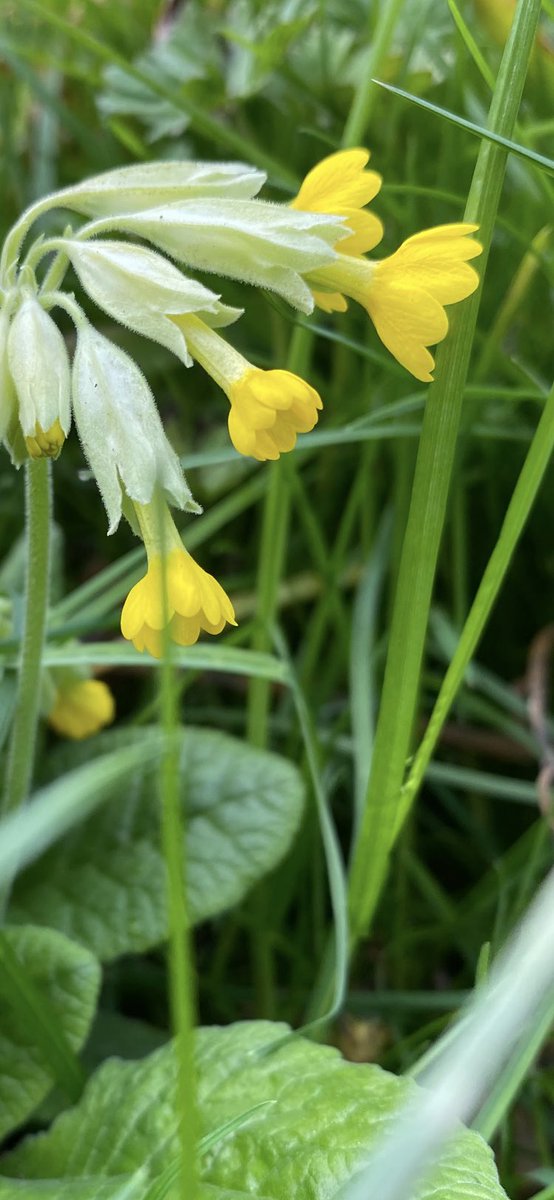 leysbiotutor's tweet image. #WildflowerHour #CowslipChallenge