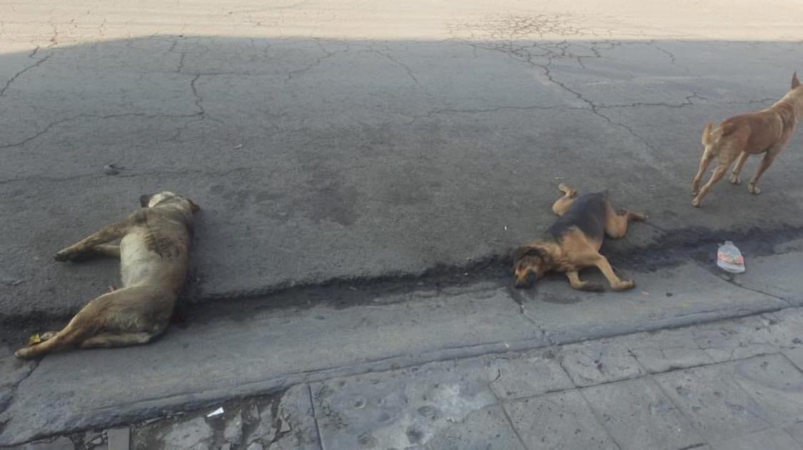 Hoy por la mañana en #Ecatepec, según las primeras versiones unos sujetos le dispararon a tres caninos, dejando muerto en el lugar a dos de ellos (nos indican que un camión de basura se los llevó) el tercer perro herido quien quedó aún con vida, supuestamente fue trasladada una…