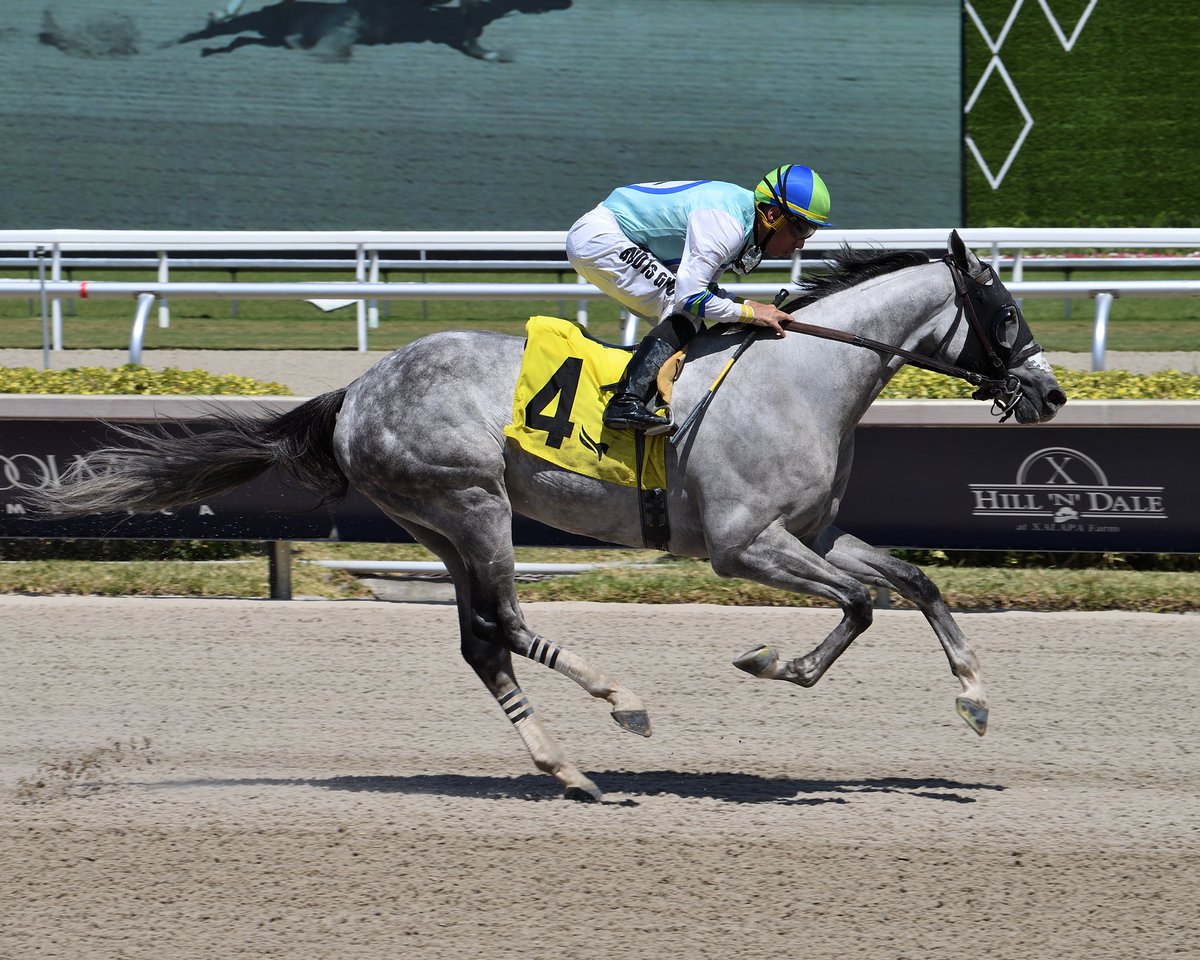 Pure Speight easily dominates race 4, <a href="/ivanPimentelJr/">Ivan Pimentel Jr</a> up for trainer <a href="/pvalery69/">paul valery</a>. #GulfstreamPark #RoyalPalmMeet