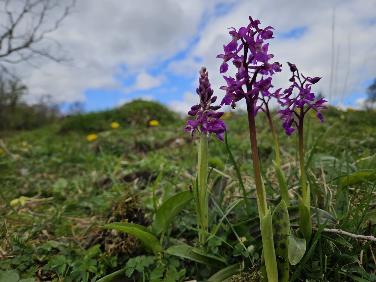It's @wildflower_hour and this week is #CowslipChallenge. Here are some flowering plants @cumbriawildlife Latterbarrow, alongside the first Early-purple Orchids of the year