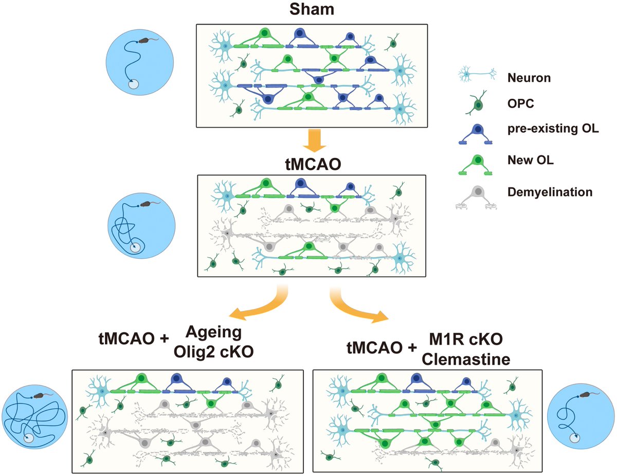 Cheng et al. show in a mouse model of ischaemic stroke that a failure of myelin regeneration contributes to neuronal loss, whereas a pro-myelination drug promotes neuronal survival and functional recovery. tinyurl.com/2kbvct7d; tinyurl.com/47yc97sd