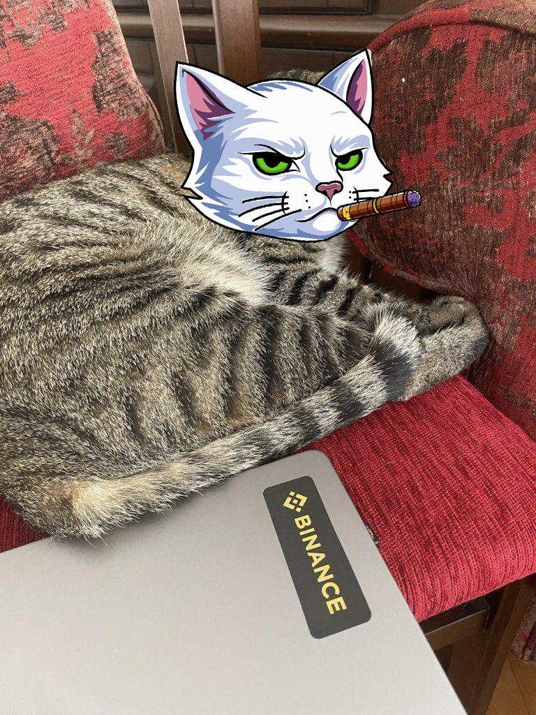 <a href="/binance/">Binance</a> loves cats

$Candle, the cat is the top cat in crypto

Wen binance?