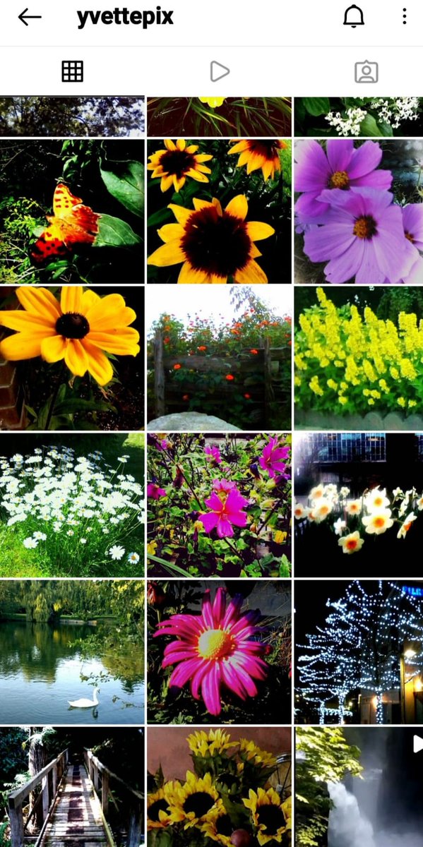 Yvette10090's tweet photo. Sunshine, clear blue skies and beautiful flowers 🌷 🌞🌻

..More views from my lens from seasons past 📸
(posted on IG)

#YvettePix #XFlowers 
#Stormhour #ThePhotoHour https://t.co/ijqQ41wijv