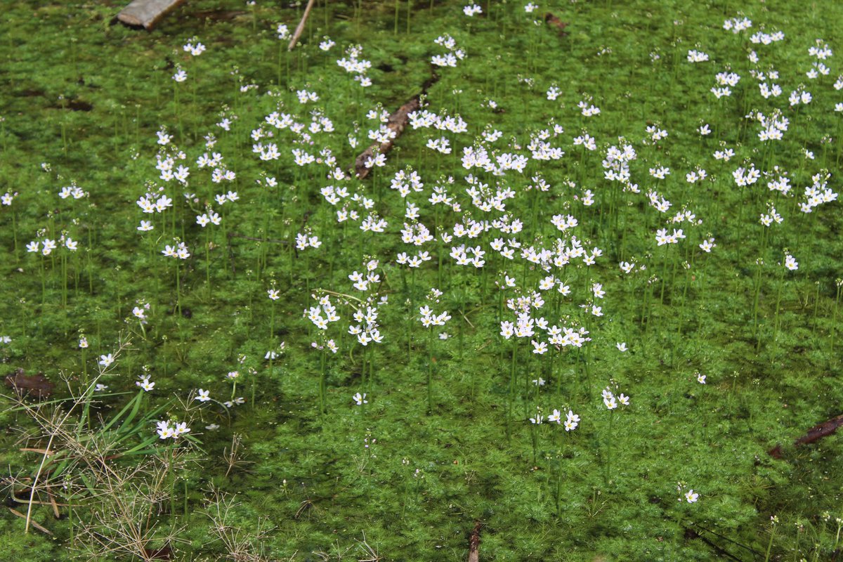 Water-violet in an old coppice woodland pond #wildflowerhour