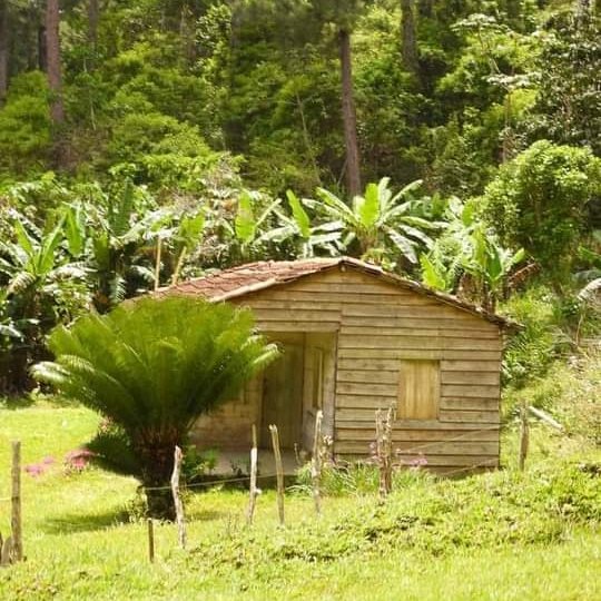 Cuentan que en la campiña un zunzún acariciaba una cigarra cantaba por el olor de una piña, que la foresta encariña allí donde corre un río despierta alegre el guajiro cultivando, cosechando y el Sol llega curioseando descubriendo los caminos. #CubaEsAmor #DecimasDelAlma