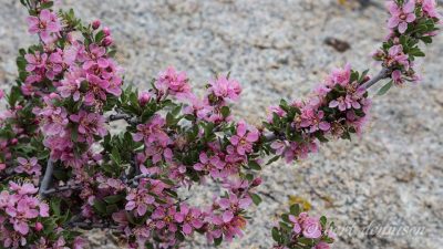 #FishSlough, a #riparian wetland, contains one of the richest wetland #floras in the entire #GreatBasin! Only minutes from #Bishop, there is a beautiful driving loop plus multiple #hikes with over 125 plant species. 😃  🌼 

👉   californiahighsierra.com/trips/scenic-w… 

visit bishop