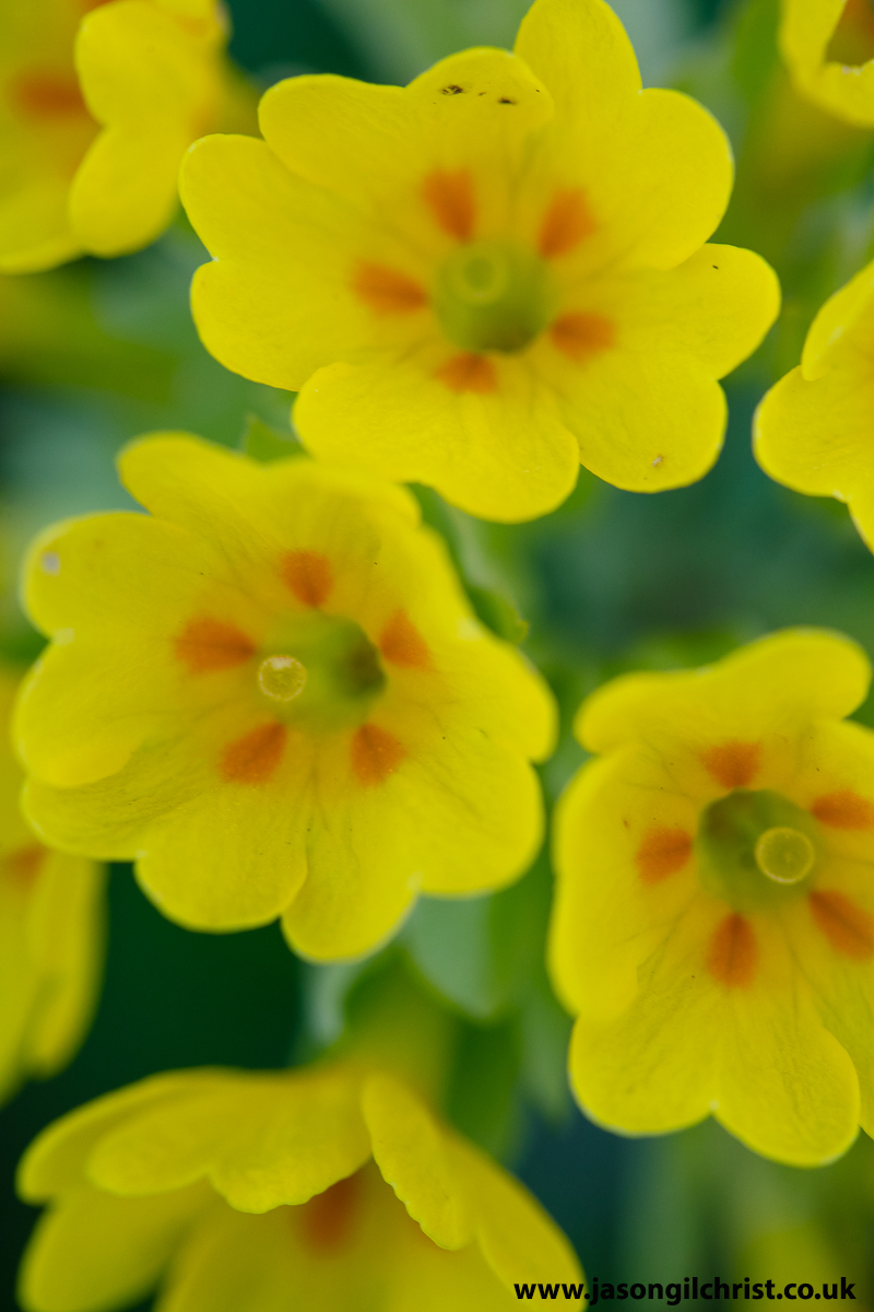 jgilchrist13's tweet photo. @wildflower_hour @BSBIbotany @PlantlifeScot @BSBIScotland @Love_plants @EdinburghNats @Britnatureguide @NatureUK @MacroHour @NatureScotSouth @ScotsMagazine @VisitScotland @Scotland @scottishcanals @EdinCulture @EdinOutdoors @NatureScot Cowslip.
Primula veris.
Lauriston Castle.
Edinburgh.
Scotland.
#CowslipChallenge #cowslip #Primulaveris #wildflower #TwitterNatureCommunity #macro #MacroHour #StormHour #ThePhotoHour #LauristonCastle #Edinburgh #Scotland #ScotlandIsNow #WildflowerHour
@MacroHour
@wildflower_hour https://t.co/muzPyRzGEv