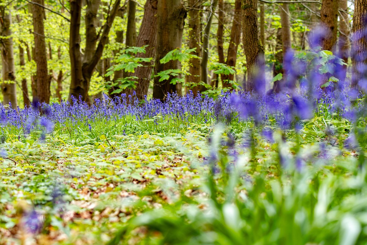 Bluebell season was in full bloom at @AttinghamParkNT today #blubell #wildflowers #bbcweather #nature @nationaltrust