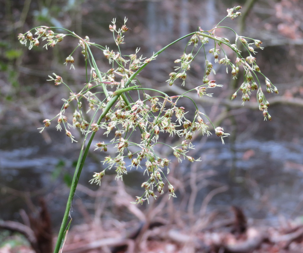 Great Wood-rush flowering by the River Swale #WildflowerHour