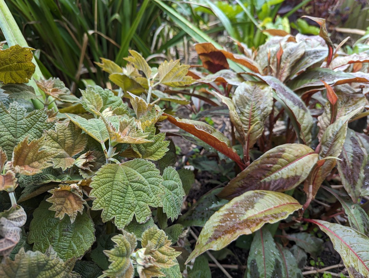 Love the Boehmeria platanifolia and Persicaria 'Compton's Red' combination in my garden at the moment. #thejunglegarden