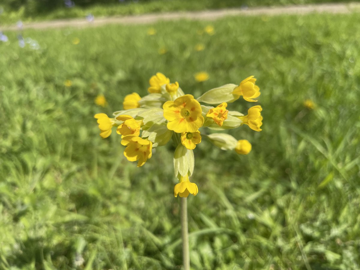 bikinatroll's tweet image. Plenty of cowslips seen this week.
#WildflowerHour
#CowslipChallenge