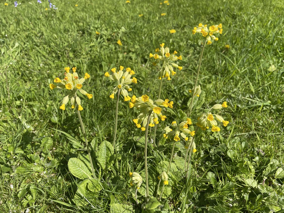 bikinatroll's tweet image. Plenty of cowslips seen this week.
#WildflowerHour
#CowslipChallenge