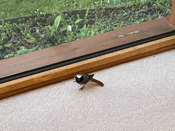 Jane just sent me some photos asking 'what's this bird'? Not every day you get a Redstart stuck in your bedroom.