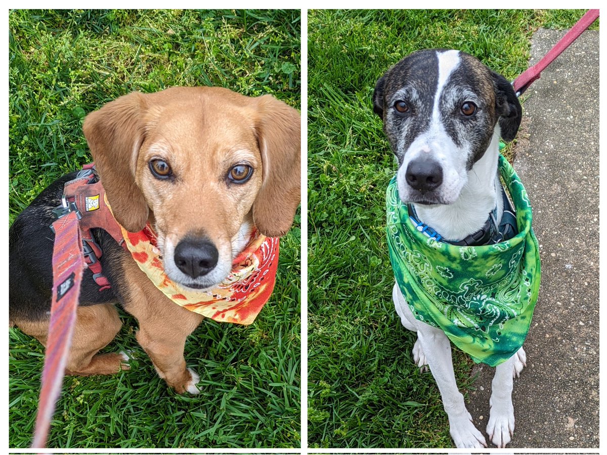 Lots of canine fun at @ALXDogWalk plastic-free event yesterday! @pawsonplastic