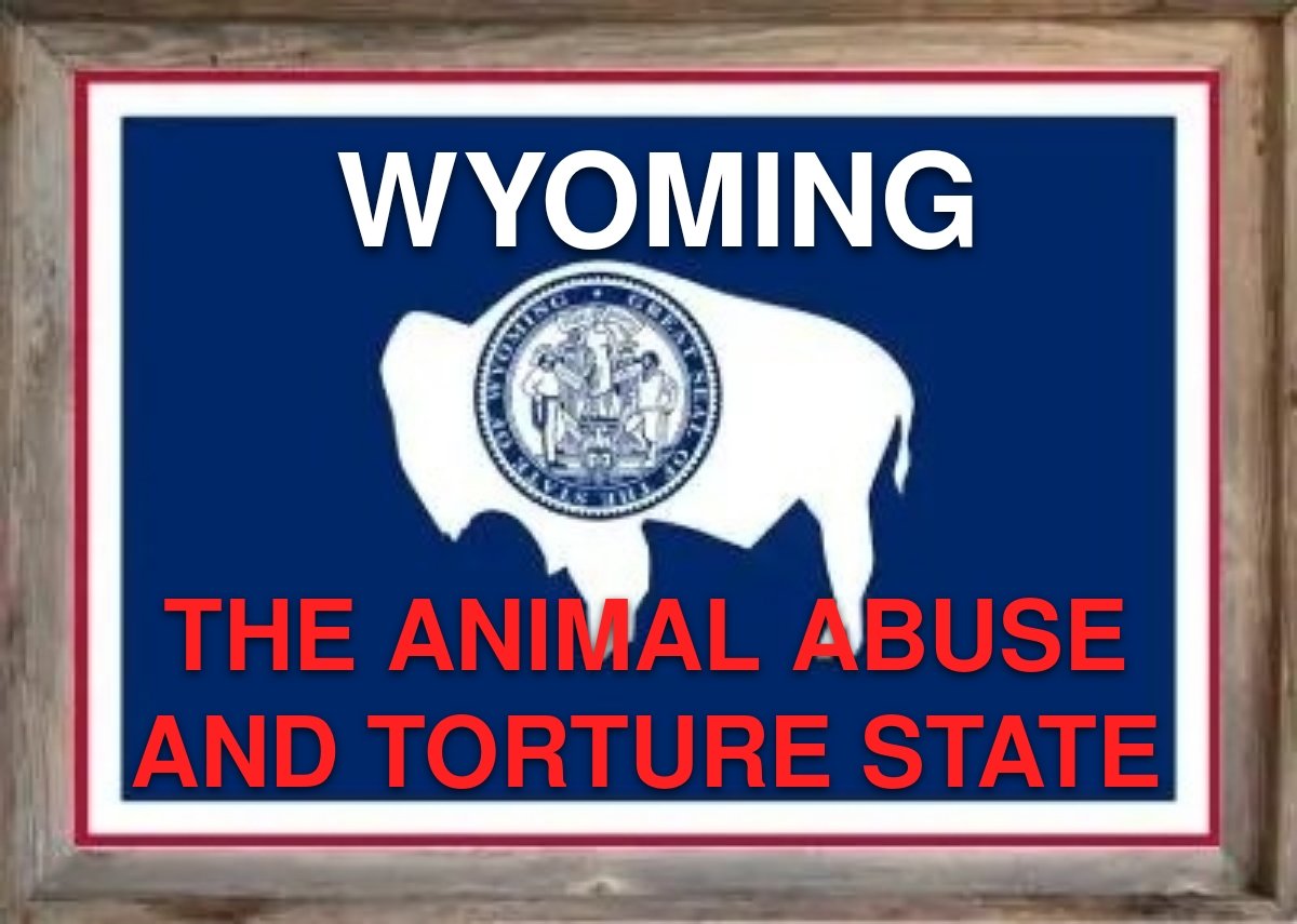 #BoycottWyoming #Yellowstone #Wyoming #YellowstoneNationalPark 
#TravelTips #TRAVELNEWS #CodyRoberts #CheyenneFrontierDays #FrontierDays 

Wyoming is indifferent to animal torture cruelty, allowing a pup wolf to be beaten to death, taped up,  it's on video!