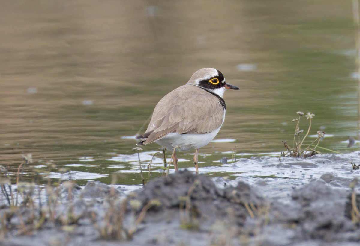 Just about to finish my walk today, I’m looking at something on my camera, I hear a chirp, and see this Little Ringed Plover land right in front of me. Crossness Erith