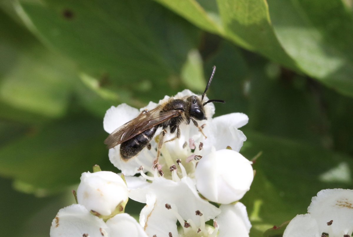 Andrena chrysosceles now active on Hawthorn @RSPBMiddleton 21/04/24 @SolitaryBeeWeek #solitarybee #bee