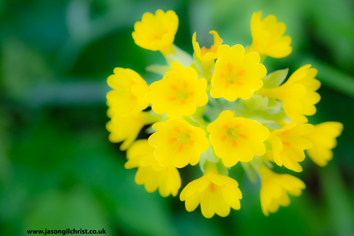 jgilchrist13's tweet photo. @wildflower_hour @BSBIbotany @PlantlifeScot @BSBIScotland @Love_plants @EdinburghNats @Britnatureguide @NatureUK @MacroHour @NatureScotSouth @ScotsMagazine @VisitScotland @Scotland @scottishcanals @EdinCulture @EdinOutdoors @NatureScot Cowslip.
Primula veris.
Lauriston Castle.
Edinburgh.
Scotland.
#CowslipChallenge #cowslip #Primulaveris #wildflower #TwitterNatureCommunity #macro #MacroHour #StormHour #ThePhotoHour #LauristonCastle #Edinburgh #Scotland #ScotlandIsNow #WildflowerHour
@MacroHour
@wildflower_hour https://t.co/M2jSuqUyKT