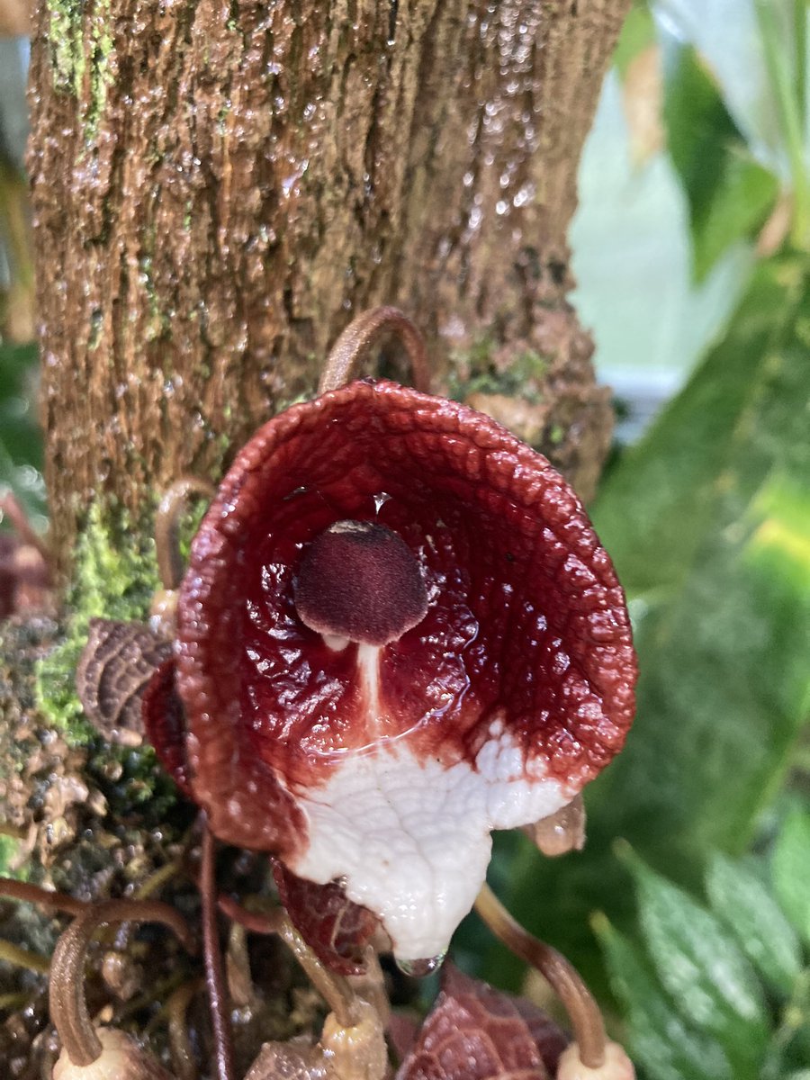 Aristolochia arborea mit Frucht.