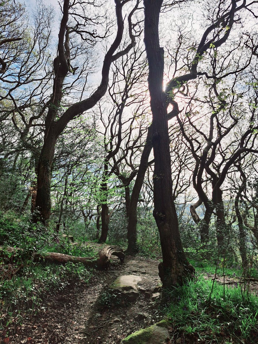 Love the natural patterns these trees make