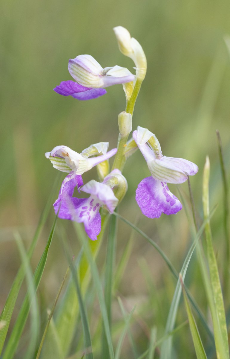 21/4/24 Clattinger Farm The green-winged orchids are now in full swing at Lower Moor with a great range of colour variants to be sought out @ukorchids @Britainsorchids @HardyOrchidSoc @WiltsWildlife #wildwaterpark #orchid