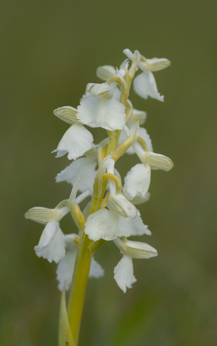 strev63's tweet photo. 21/4/24 Clattinger Farm The green-winged orchids are now in full swing at Lower Moor with a great range of colour variants to be sought out @ukorchids @Britainsorchids @HardyOrchidSoc @WiltsWildlife #wildwaterpark #orchid https://t.co/oVeOj9KBbd