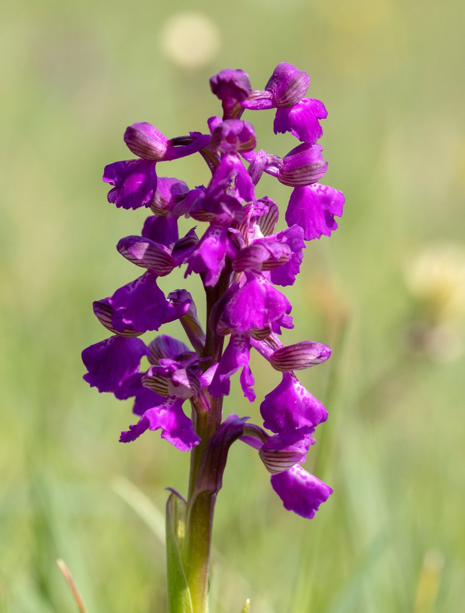 strev63's tweet photo. 21/4/24 Clattinger Farm The green-winged orchids are now in full swing at Lower Moor with a great range of colour variants to be sought out @ukorchids @Britainsorchids @HardyOrchidSoc @WiltsWildlife #wildwaterpark #orchid https://t.co/oVeOj9KBbd
