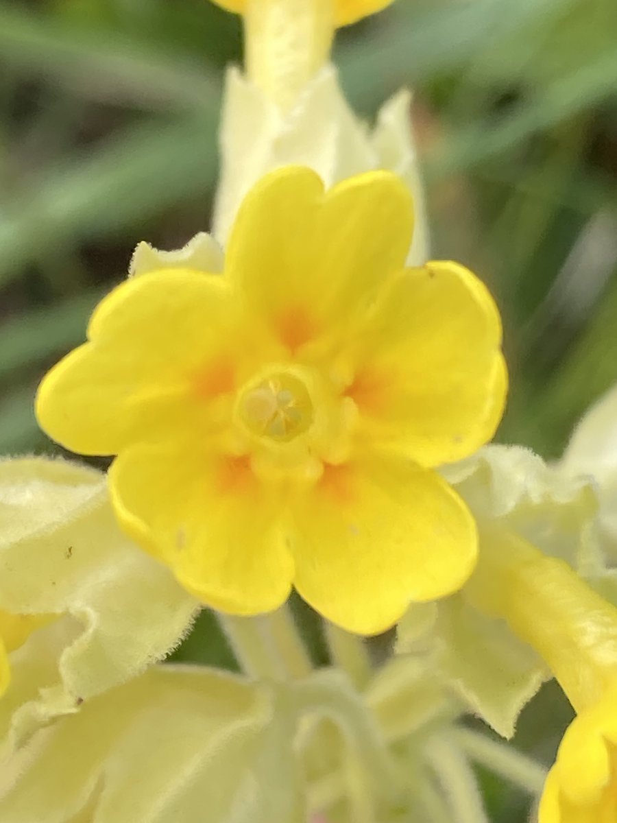 Cowslips on Ham Lands, Surrey 
#wildflowerhour  #CowslipChallenge