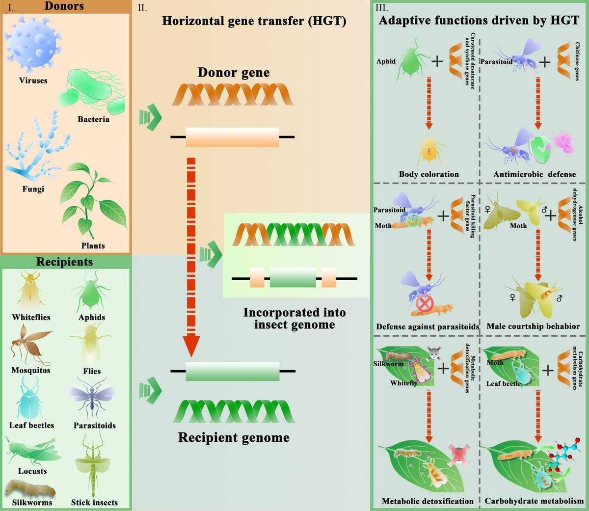 #TropicalPlants Accessing the complex evolutionary history of #insects: research progress on horizontal gene transfer and its functions. #HorizontalGeneTransfer @MaximumAcademic Details: maxapress.com/article/doi/10…