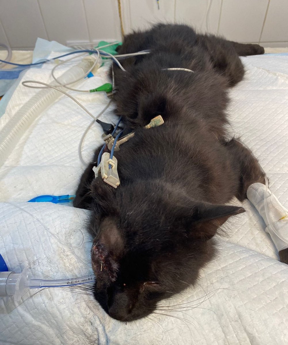 eltuitdemarsh's tweet photo. Urgente! Este gatito será dado de alta hoy en la tarde, tras la operación de uno de sus ojitos, y necesita un hogar temporal en donde poder recuperarse pues en la calle no lo logrará. Se encuentra en Quinta Normal. Si puedes ayudar, llama al 979766354. Favor RT!
#QuintaNormal https://t.co/1b5fGoGjXe