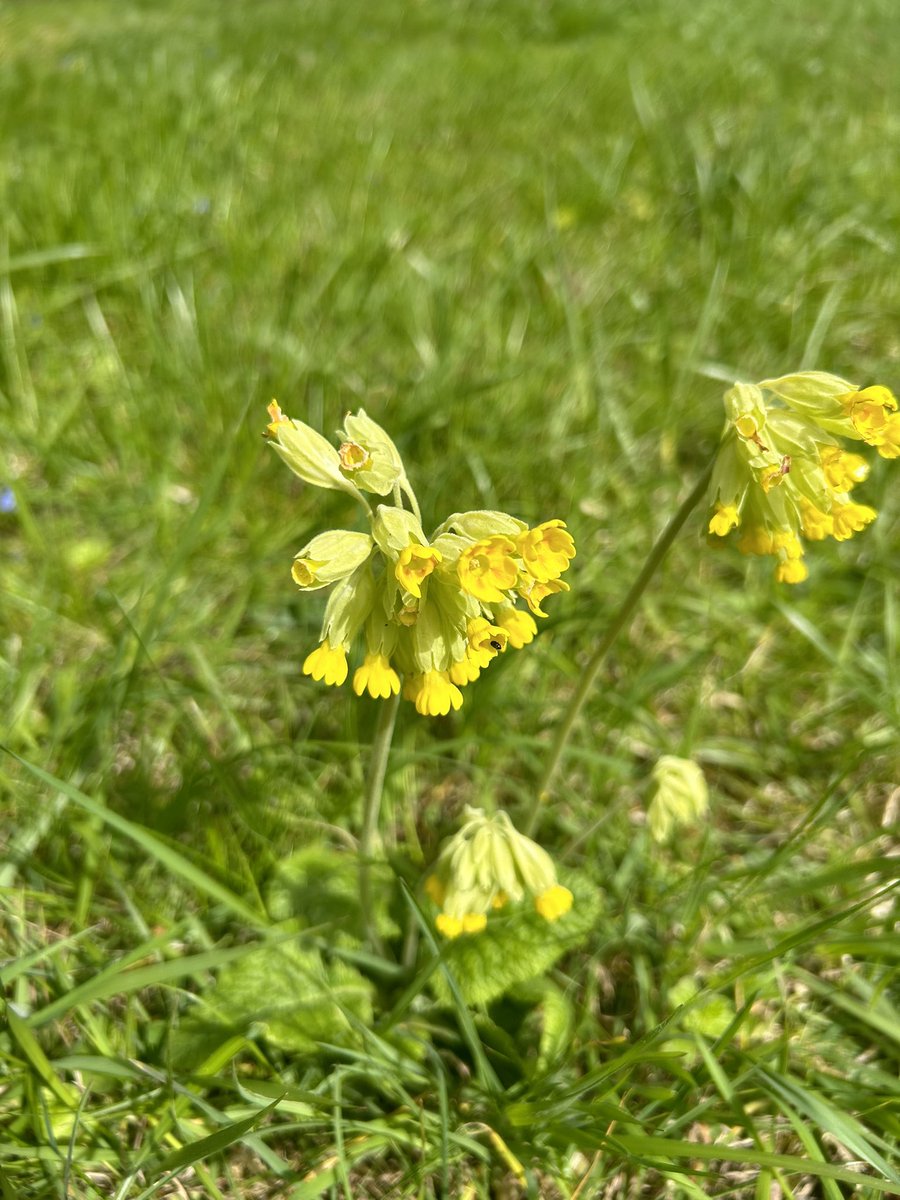 Cowslips on a cemetery reserve in Stroud #CowslipChallege @BSBIbotany @wildflower_hour