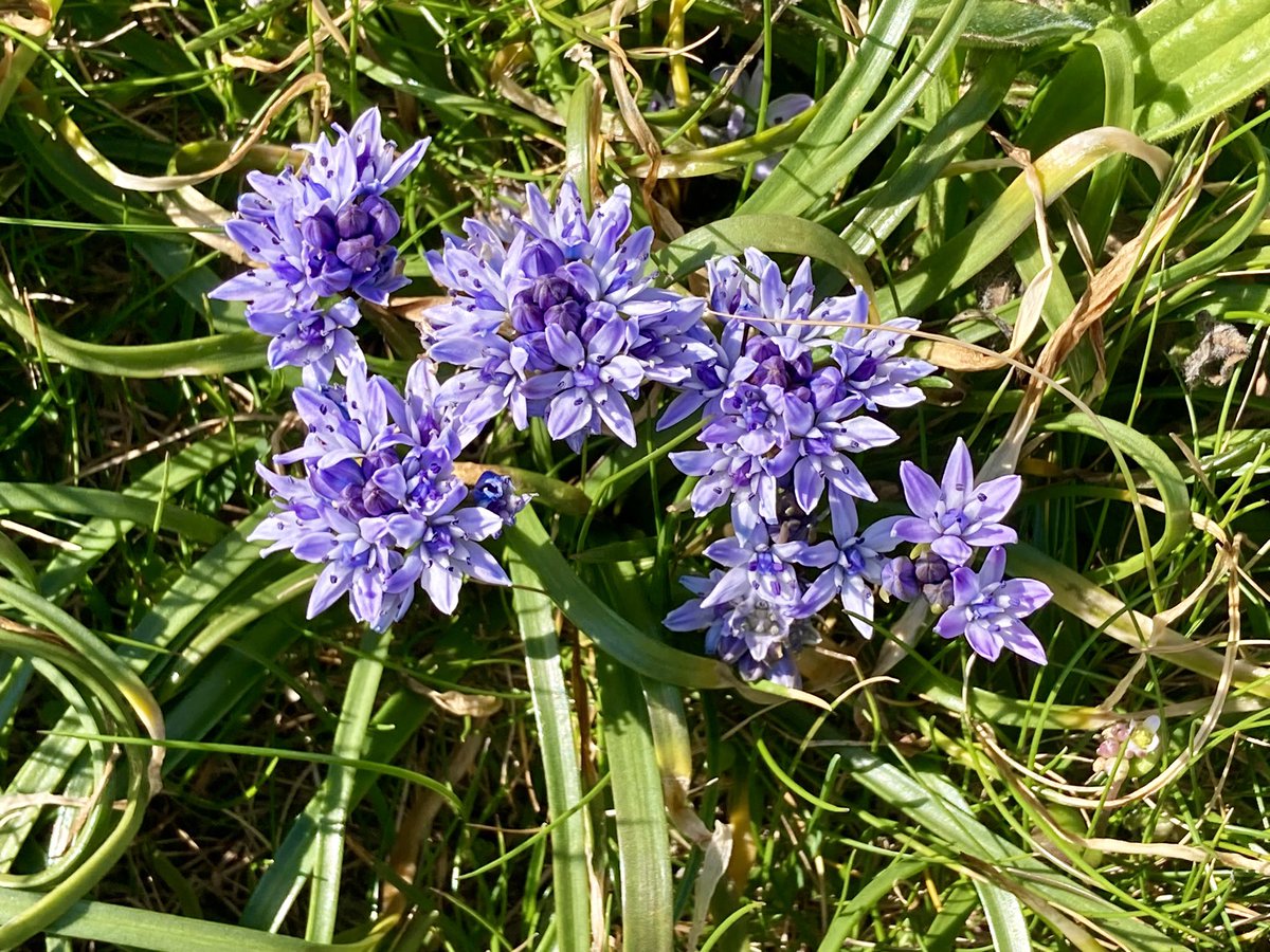 futurestand's tweet image. Squill, cuckoo flower, #cowslipchallenge #wildflowerhour all in North Wales