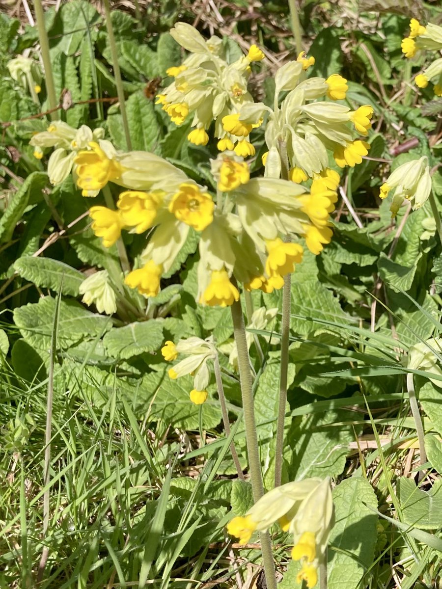 futurestand's tweet image. Squill, cuckoo flower, #cowslipchallenge #wildflowerhour all in North Wales