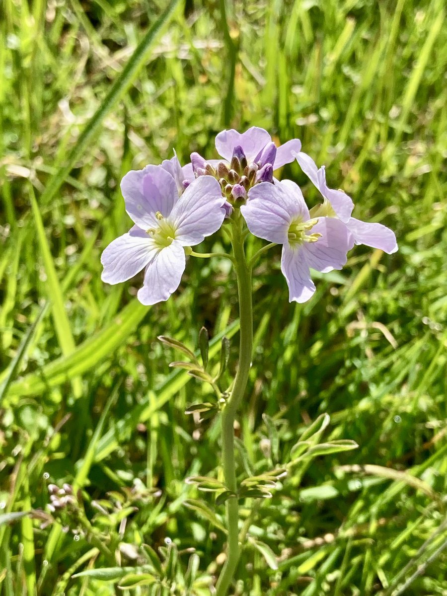 futurestand's tweet image. Squill, cuckoo flower, #cowslipchallenge #wildflowerhour all in North Wales