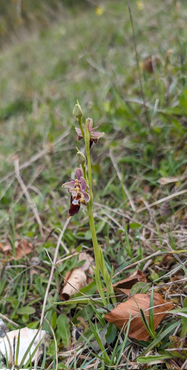 The missing link: these three Ophrys hybrids in Dorset have a story to tell. If only they could talk, though, as how they got there will never be known. One of the parent species, Ophrys scolopax, isn't even native to Britain.
Beautiful nonetheless 😍